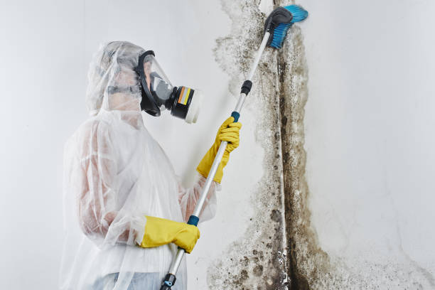 Best Affordable Mold Removal  in Marquette, MI