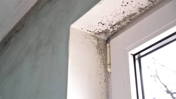 Mold Removal Process in Marquette, MI