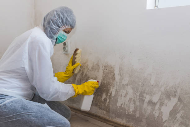 Best Professional Mold Removal  in Marquette, MI