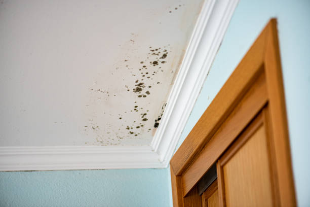 Best Toxic Mold Removal  in Marquette, MI