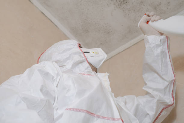 Best Mold Removal Company Near Me  in Marquette, MI