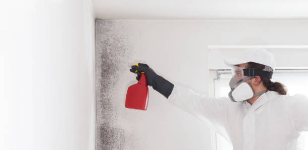 Best Office Mold Removal Services  in Marquette, MI