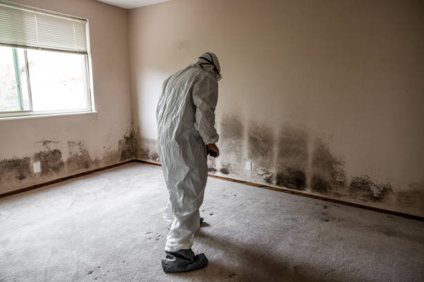 Best Office Mold Removal Services  in Marquette, MI