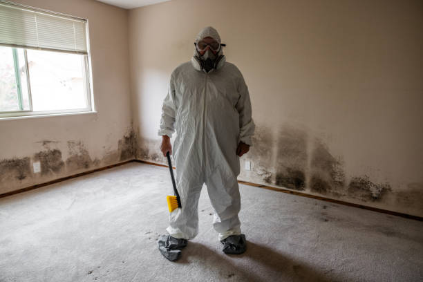 Best Emergency Mold Removal  in Marquette, MI