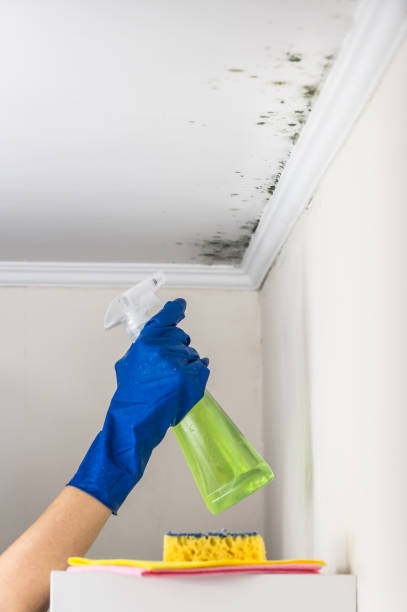 Best Crawl Space Mold Removal  in Marquette, MI